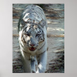 White Bengal Tiger Posters
