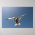 White Bird in Flight Poster/Print