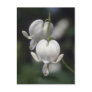 white Bleeding Heart, (Dicentra Spectabilis) flowe Post Card