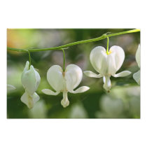 White Bleeding Hearts Flowers Photographic Print