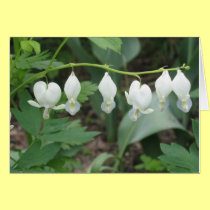 White Bleeding Hearts cards