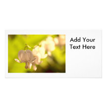 White Bleeding Hearts Photo Photo Card Template