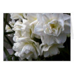 White blooms greeting card