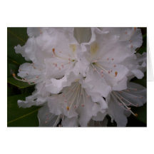 White Blossoms Greeting Card