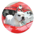 White Boxer Dog in Maserati stickers