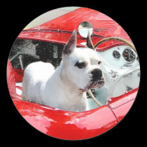 White Boxer Dog in Maserati stickers stickers