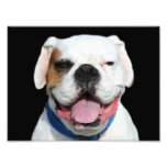 White Boxer Dog Photo