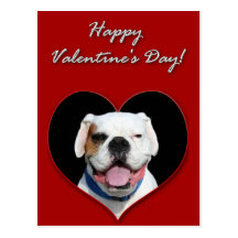 White Boxer Dog Postcard