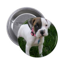 White Boxer Puppy Button