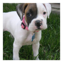 White Boxer Puppy Dog Invitation