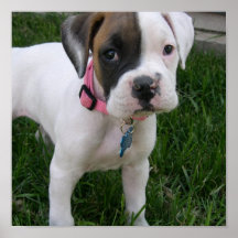 White Boxer Puppy Dog Print