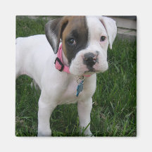 White Boxer Puppy Magnet