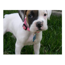 White Boxer Puppy Postcard
