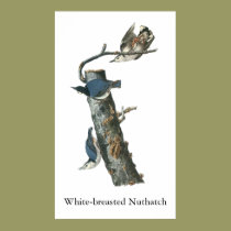White-breasted Nuthatch, John Audubon posters