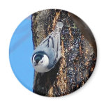 White Breasted Nuthatch Refrigerator Magnet