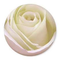 White Bridal Rose Refrigerator Magnets