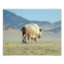 White Buffalo and Calf 8x10 Photo Art