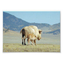 White Buffalo and Calf Photograph