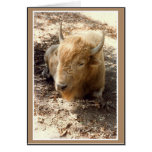 White Buffalo cards