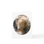 White Buffalo cards