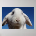 White Bunny Lop Poster posters
