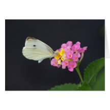 White Butterfly on Lantana - card