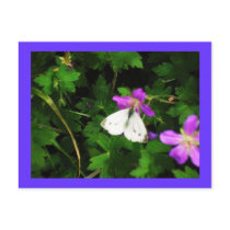 White Butterfly on Purple Flowers Postcard