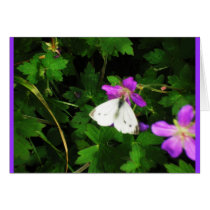 White Butterfly on Purple Geraniums Card