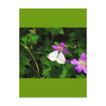 White Butterfly on Purple Geraniums Postcard