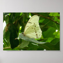 White Butterfly Print