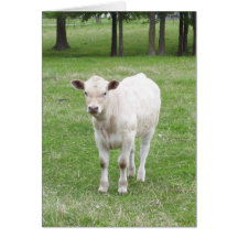 White Calf blank greeting card