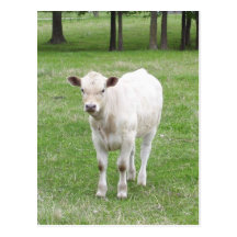 White Calf Post Card