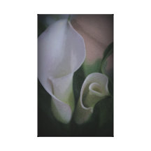 White Calla Lilies Stretched Canvas Print