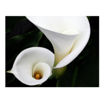 White calla Lillies Postcard