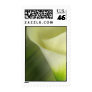 White Calla lily close up Postage Stamps