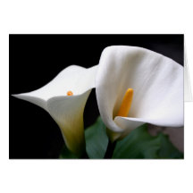 White Calla Lily Flower Greeting Card