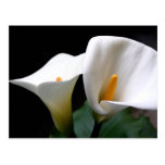 White Calla Lily Flower Postcard