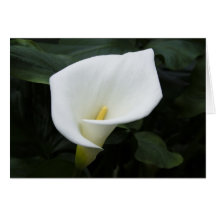 White Calla Lily Greeting Cards
