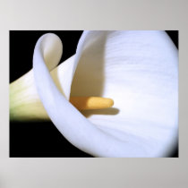 White Calla Lily Print