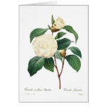 White camellia greeting cards