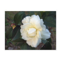 white camellia flower post cards