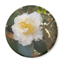 white camellia magnets