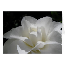 White Camillia Greeting Cards