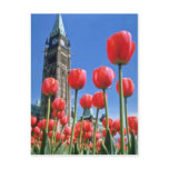 White Canadian Tulip Festival, Peace Tower with tu Post Card