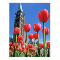 White Canadian Tulip Festival, Peace Tower with tu postcards