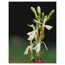 White Cardinal Flower Flyer Design