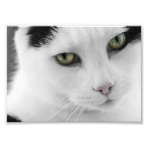 White Cat Photo