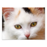 White cat photographic print