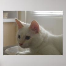 White Cat Poster