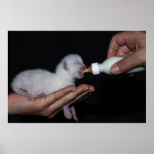 white Cat Plakate